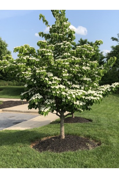 Cornus cousa Chinensis 